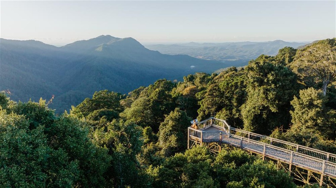 Dorrigo-National-Park-Skywalk-Drone.jpg